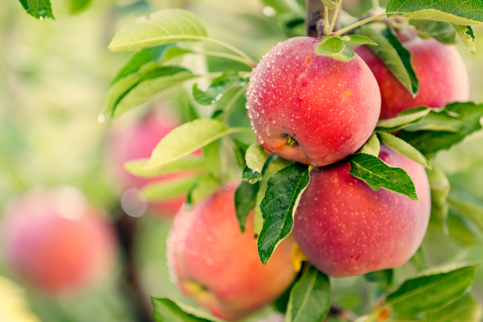 fot. Shutterstock MRiRW: eksporterzy owoców do Indii będą musieli mieć zaświadczenia o braku GMO w produkcie