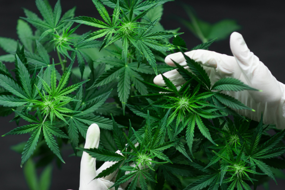 Szacuje się, że nawet milion osób w Polsce cierpi na schorzenia, przy których leczenie marihuaną mogłoby pomóc. fot. Shutterstock Labocanna chce uruchomić plantację medycznej marihuany