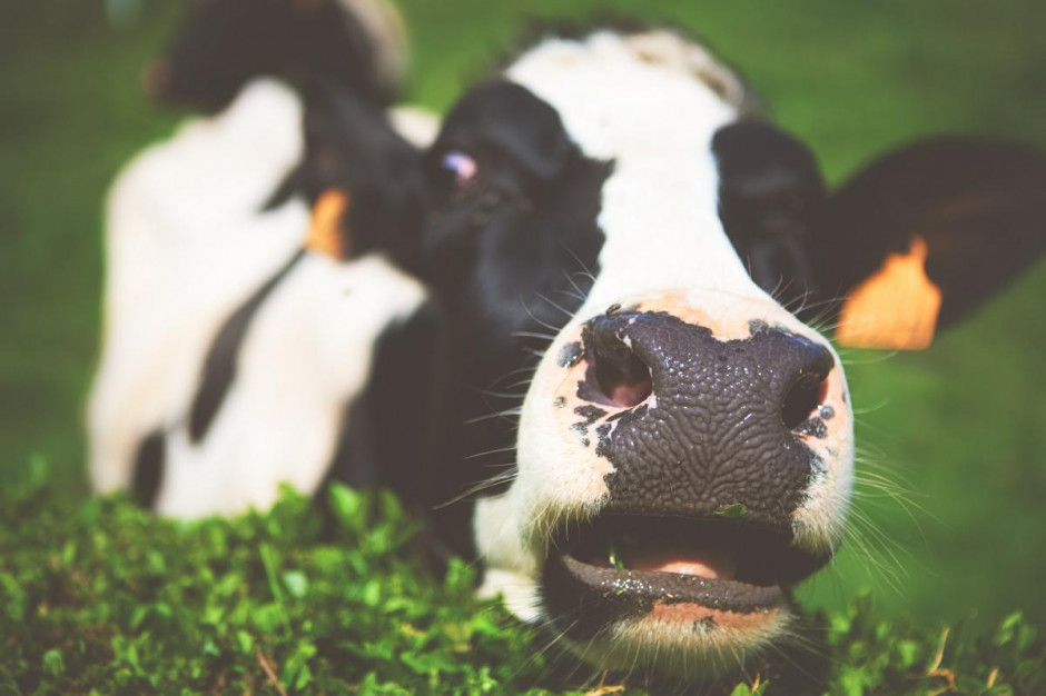 Konsumenci nie chcą GMO /fot. Unsplash Niechęć konsumentów do GMO jest coraz bardziej widoczna
