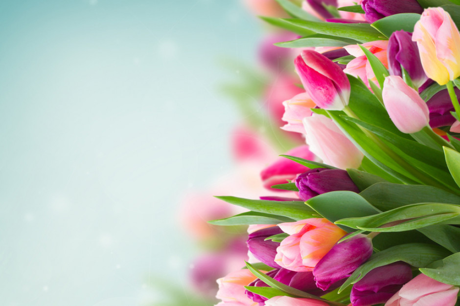 Biedronka sprzedała prawie 24 miliony tulipanów, fot. Shutterstock.com Biedronka sprzedała prawie 24 miliony tulipanów