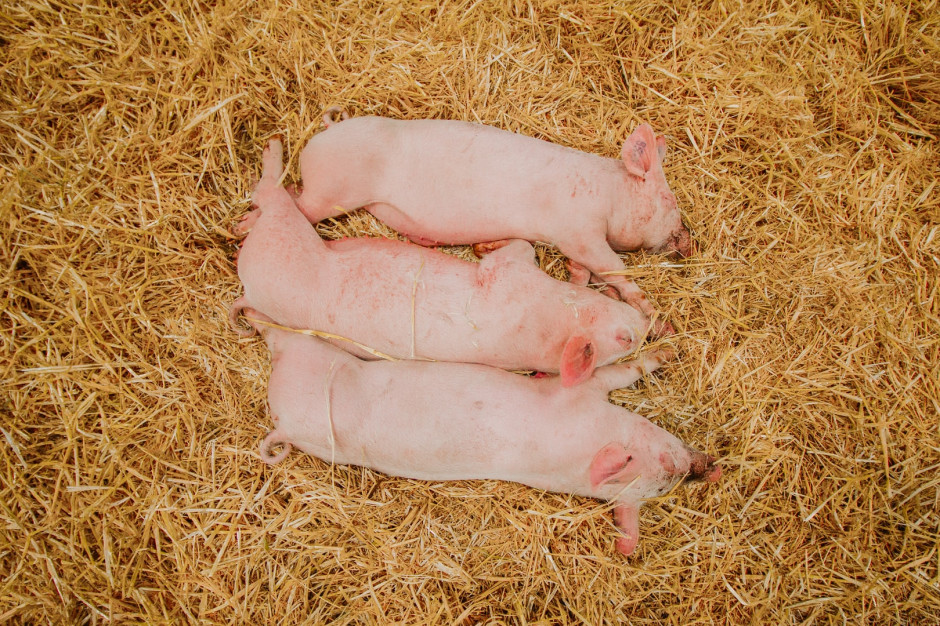 Choć wzrost cen żywca cieszy, skala i dynamika zmian są paradoksalnie zjawiskiem niepożądanym - ocenia giełdowa spółka Gobarto. fot. unsplash Gobarto: Wzrost cen żywca oznacza destabilizację w handlu