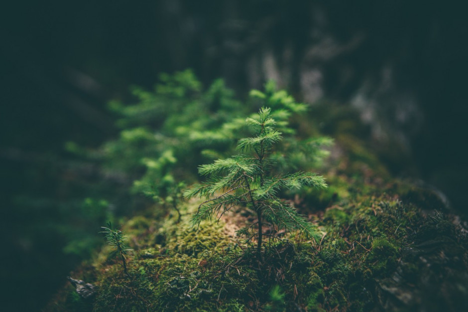 Premia za sadzenie lasu /fot. Unsplash Premie dla rolników za nasadzienia leśne