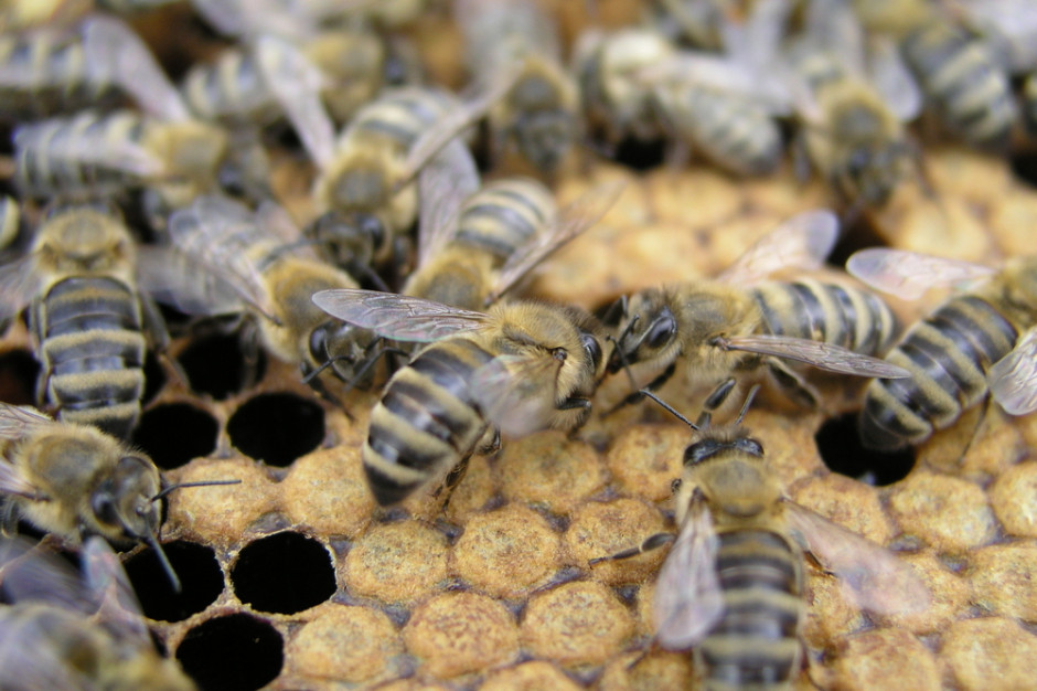 Rozpoczęto badanie strat zimowych rodzin pszczelich