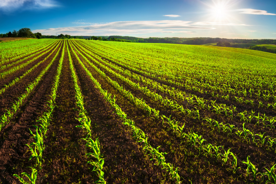 Oczyszczanie wód pochodzących z rolnictwa - konieczne; fot. shutterstock Oczyszczanie wód pochodzących z rolnictwa - konieczne