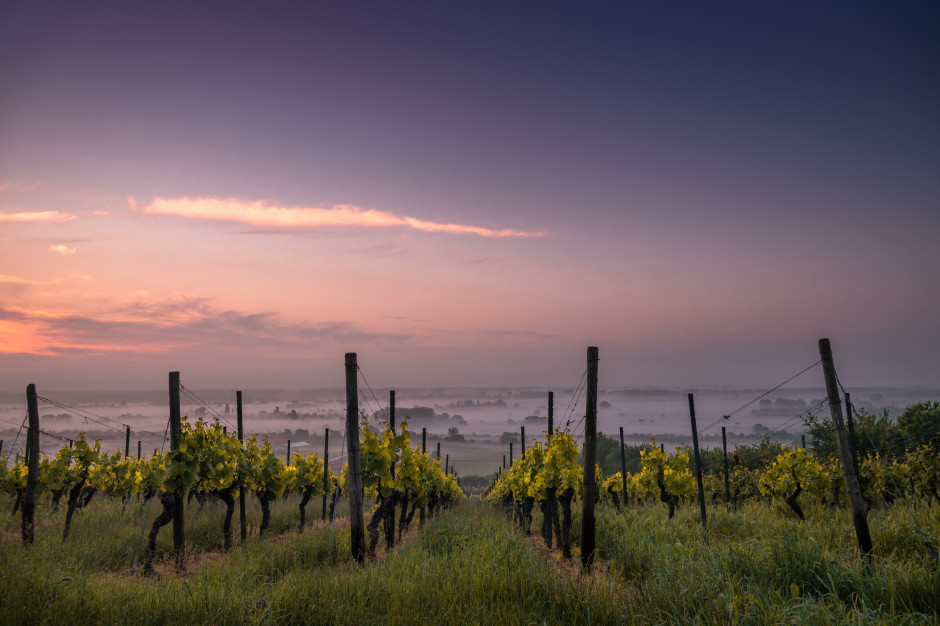 Francuscy winiarze ubolewają nad zniszczeniami; fot. unsplash.com Francja: mrozy zniszczyły uprawy winorośli
