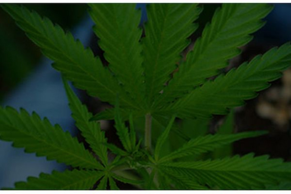 fot. za cannabispolandsa.com Cannabis Poland z nowym członkiem rady nadzorczej