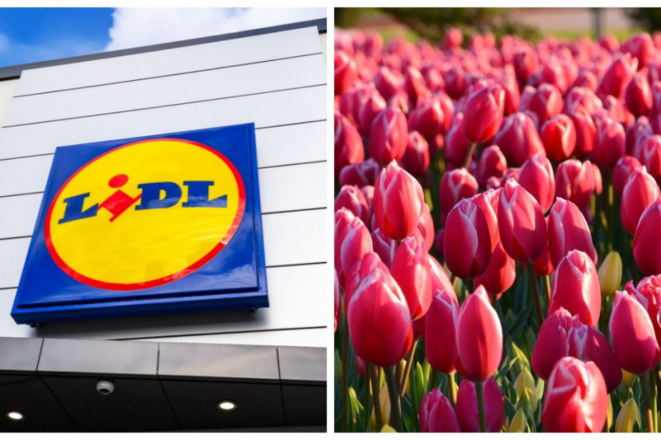 Lidl z tulipanami od polskich producentów, fot. shutterstock Lidl z tulipanami od polskich dostawców
