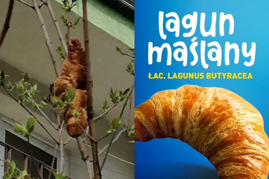 Aldi w Social Mediach zaprasza na croissanty czy laguny maślane/ fot. kolaż zdjęć Portalspozywczy.pl Aldi zaprasza na croissanty, rogale czy laguny maślane
