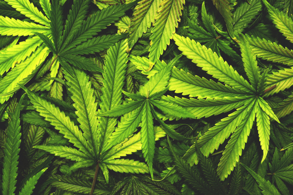 Konopie indyjskie fot. Shutterstock Wolne Konopie zaczęły walkę o legalizację marihuany na własny użytek