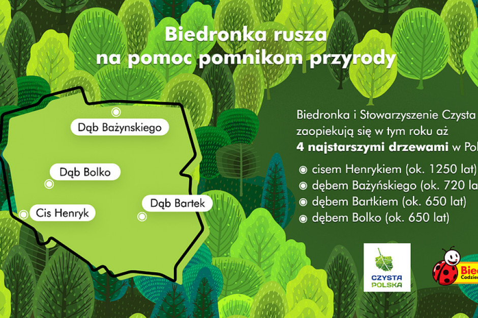 Biedronka wspiera najstarsze drzewa w Polsce / fot. materiały prasowe Biedronka wspiera najstarsze drzewa w Polsce