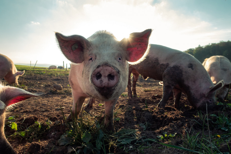W pierwszym kwartale 2021 r. krajowe pogłowie zmniejszyło się do poziomu najniższego od połowy lat 50. XX wieku. fot. unsplash Pogłowie świń w Polsce spadło do poziomu z lat 50