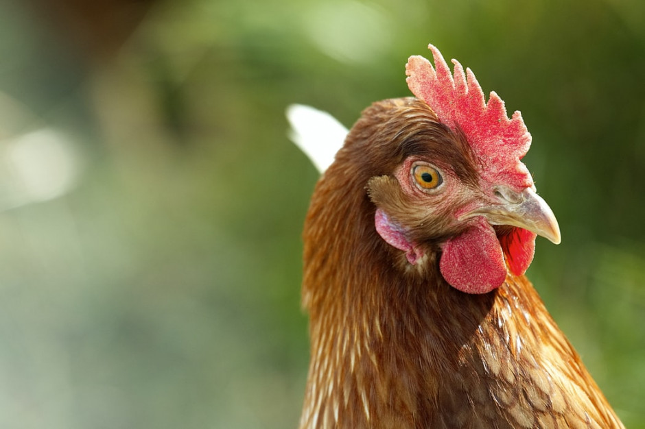 Według Wojewódzkiego Lekarza Weterynarii, z uwagi na liczbę martwego drobiu, miejsce utylizacji jest pilnie potrzebne. / fot. unsplash Mazowsze poszukuje miejsca do utylizacji padłego drobiu