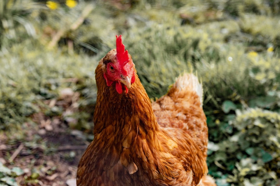 Ptasia grypa nadal groźna, wykryto kolejne 23 ogniska choroby / fot. unsplash Wykryto kolejne 23 ogniska ptasiej grypy
