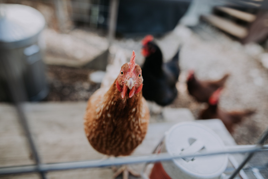 Do likwidacji ognisk na w powiecie żuromińskim zostały skierowane dodatkowe osoby ze służb weterynaryjnych; fot. unsplash.com Inspekcja Weteryjna: pomoc w likwidacji ptasiej grypy na Mazowszu