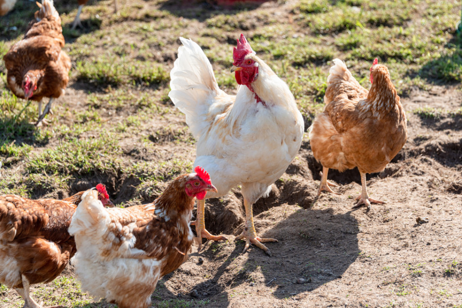 Apel o przestrzeganie bioasekuracji w związku z grypą ptaków; fot. shutterstock Apel o przestrzeganie bioasekuracji w związku z grypą ptaków