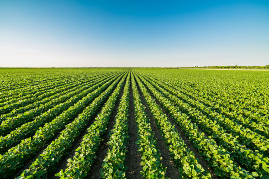 MRiRW: Rolnicza produkcja ekologiczna nie jest zacofana; fot shutterstock MRiRW: Rolnicza produkcja ekologiczna nie jest zacofana