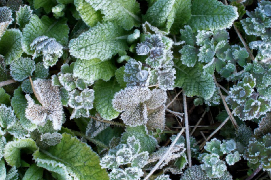 Nocą przymrozki /fot. Shutterstock Nocą w przeważającej części kraju temperatura spadnie do 0 st. C