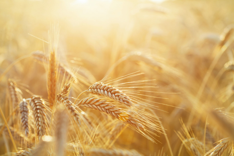 Rozkodowano genom żyta, fot. shutterstock Genom żyta został rozkodowany