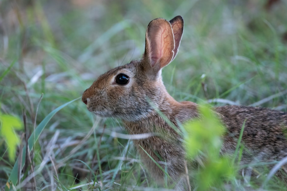 Izby rolnicze chcą odszkodowań za szkody wyrządzone przez zające /fot. Unsplash Izby rolnicze chcą odszkodowań za szkody wyrządzone przez zające
