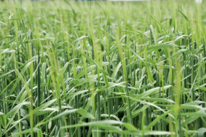 Zboża ozime przezimowały w tym roku bez strat