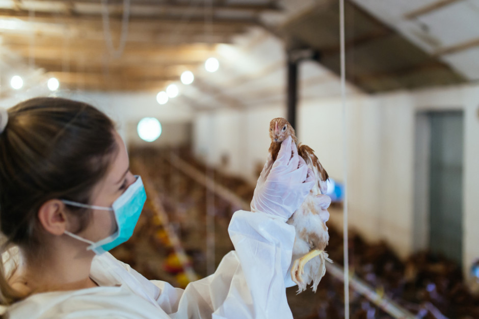 Bez publicznego wsparcia polskie drobiarstwo czeka katastrofa - wskazuje Krajowa Izba Producentów Drobiu i Pasz. fot. shutterstock Branża: Mniejsi i średni hodowcy drobiu wycofują się z rynku