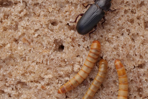 Larwy chrząszcza żywnością w świetle prawa UE