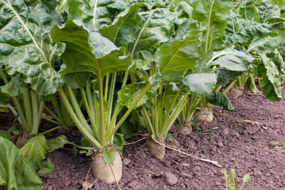 Plantatorzy buraka cukrowego związani umowami z Nordzucker Polska chcą renegocjować stawki za odbiór buraka cukrowego na ten i przyszłe sezony. fot. Shutterstock Plantatorzy chcą wyższych cen za buraki cukrowe