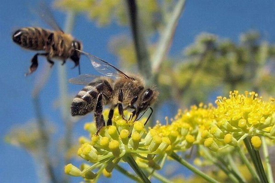 Pszczoły wykrywają koronawirusa Wyszkolone pszczoły wykrywają koronawirusa