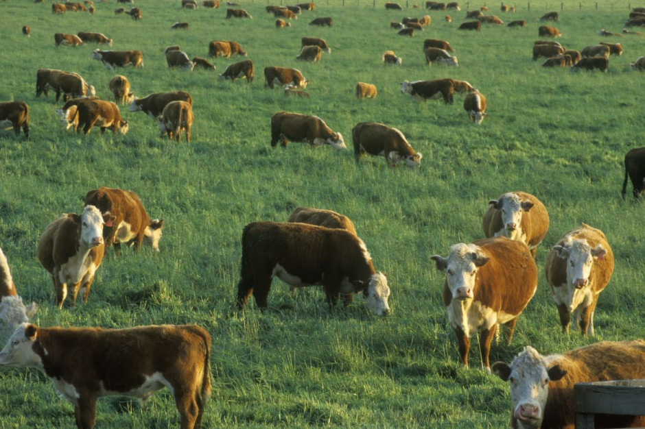 Badacze opracowali zalecania, które pomogą zmniejszyć liczbę zgonów związanych z produkcją rolną; fot. shutterstock.com USA: 12,7 tys. zgonów przez produkcję żywności pochodzenia zwierzęcego