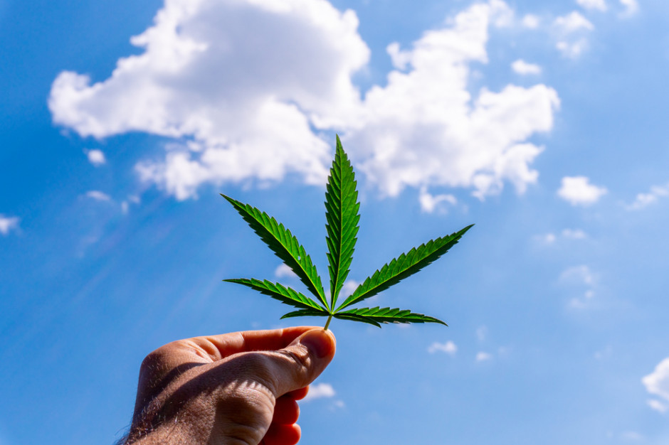 fot. Shutterstock Konopie i marihuana medyczna. Biznes warty grzechu