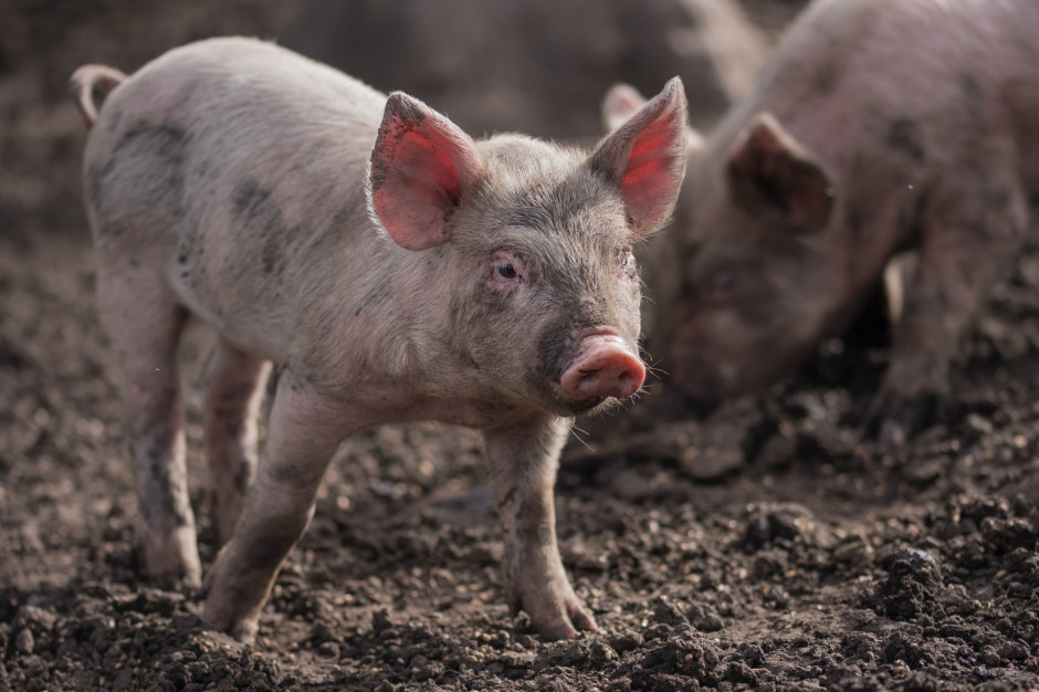 KSG Agro podało wyniki finansowe po I kwartale 2021 roku. fot. unsplash KSG Agro poprawia wyniki po I kwartale 2021