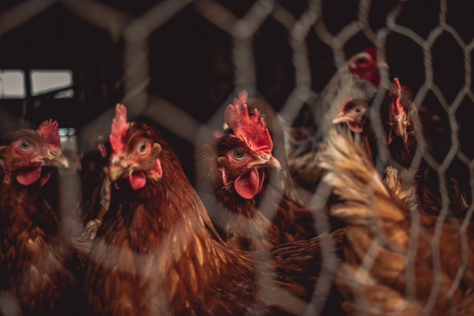 Zakaz chowu klatkowego będzie oznaczał duże koszty dla rolników i konsumentów - ostrzega Copa-Cogeca. fot. unsplash Copa-Cogeca: Odejście od chowu klatkowego będzie kosztować