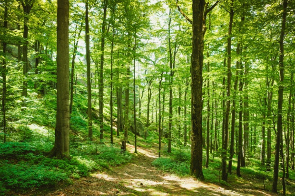 PiS wycofało poselski projekt dot. zamiany gruntów leśnych /fot. Shutterstock PiS wycofało poselski projekt dot. zamiany gruntów leśnych