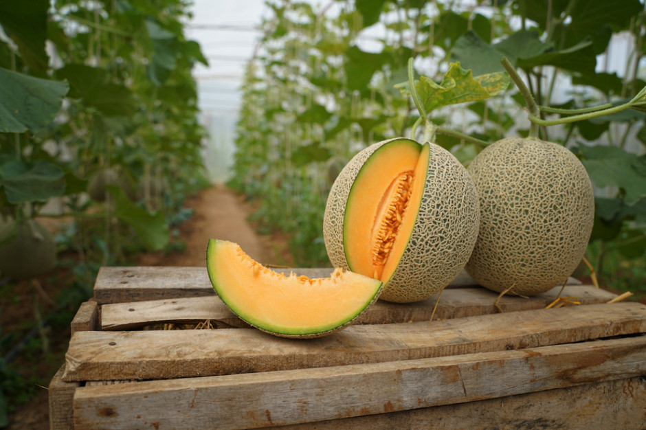 Dwa japońskie melony kosztują 91,5 tys. zł, fot. shutterstock Dwa japońskie melony kosztują 91,5 tys. zł