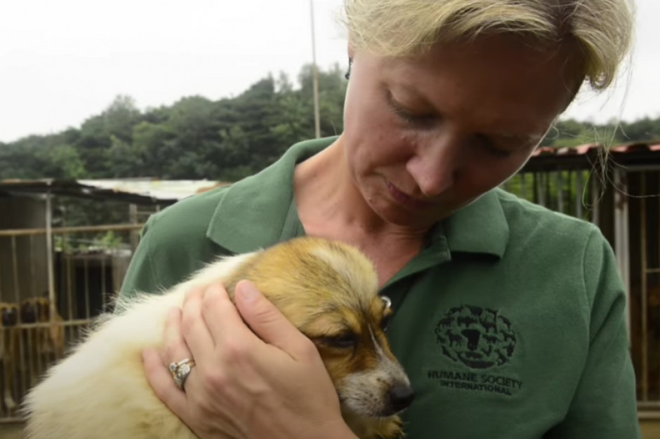 Humane Society International otwiera biuro w Polsce. fot. za YouTube Humane Society International wchodzi do Polski