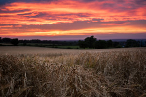Jaki wpływ pogody na ceny zbóż?