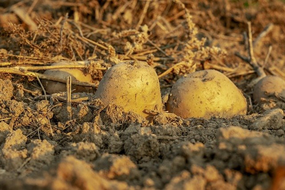 Według Destatis, niemieccy producenci warzyw i produktów ogrodniczych mogli spodziewać się wzrostu cen o 17,3 proc. w porównaniu z marcem 2020 r. fot. pixabay.com W Niemczech wyraźnie wzrosły ceny roślinnych produktów rolnych
