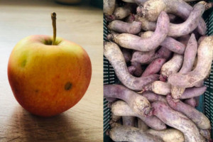 Jabłka po gradzie jak krzywe buraki. Czy zostaną sprzedane?