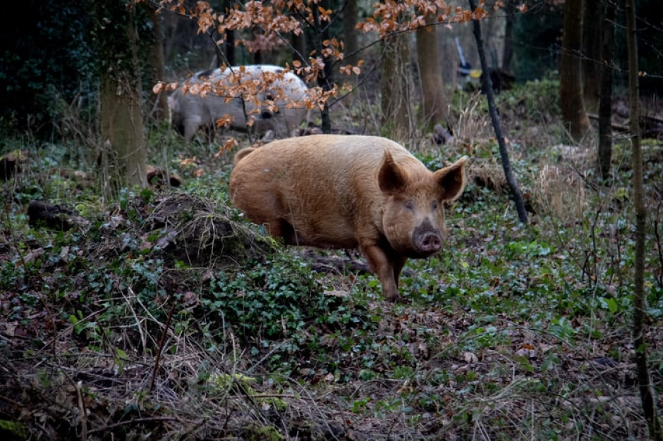 Ponad 60-kilometrowe ogrodzenie ochronne przeciwko afrykańskiemu pomorowi świń (ASF) ustawione na granicy Niemiec i Polski opłaciło się, twierdzi ministerstwo rolnictwa Meklemburgii-Pomorza Przedniego / fot. unsplash Niemcy bronią się przed ASF z Polski