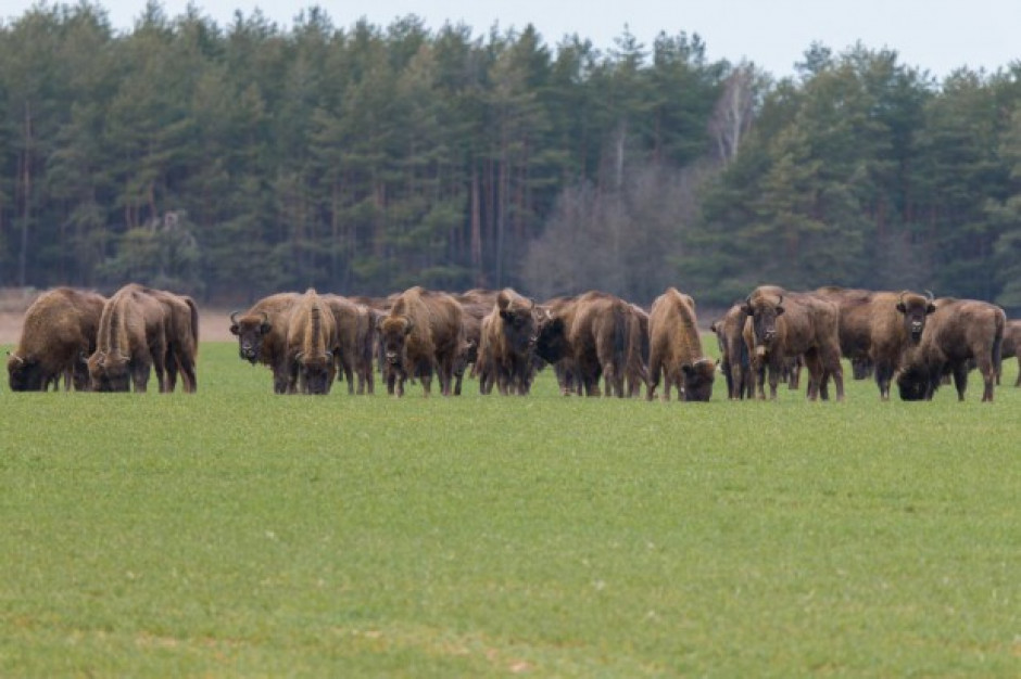 Białowieski Park Narodowy wydzierżawił 125 ha prywatnych łąk; fot. shutterstock.com Białowieski Park Narodowy: dzierżawa 125 ha łąk od rolników