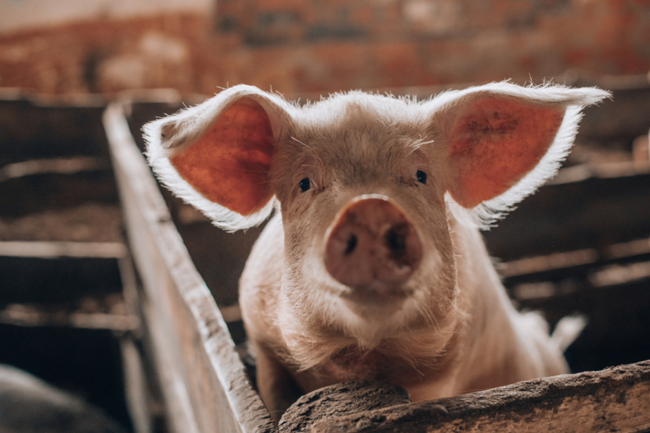 KSG Agro rozpoczęło proces odnowy pogłowia trzody chlewnej. fot. shutterstock KSG Agro odnawia pogłowie trzody chlewnej