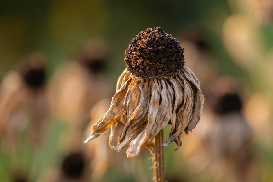 Instytut Uprawy Nawożenia i Gleboznawstwa stwierdził występowanie niedoborów wody na terenie 7 województw kraju. fot. unsplash Susza rolnicza już w siedmiu województwach