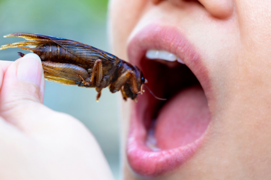 Twórcy marki "Robaki z paki" przekonują, że kobiety chętniej namówić do spróbowania jadalnych owadów. fot. shutterstock Do spróbowania jadalnych owadów łatwiej przekonać kobiety (wideo)