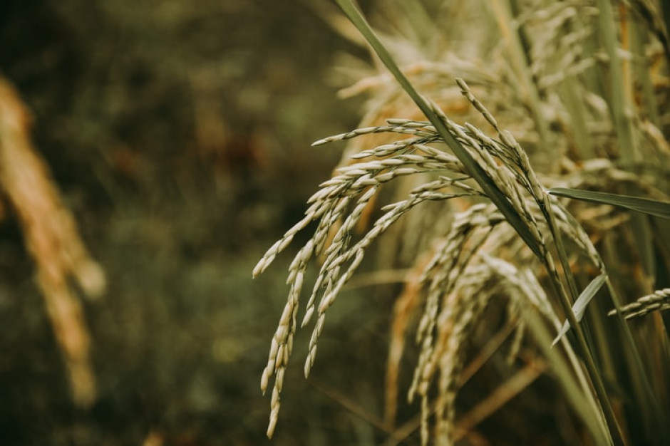Wysokie temperatury panujące w nocy zaburzają rytm dobowy ryżu, szkodząc tym samym jego uprawom / fot. unsplash Gorące noce zaburzają wzrost ryżu