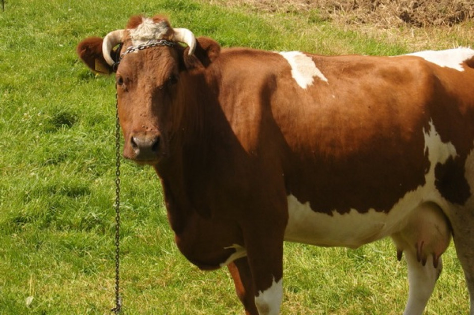 Ochroną genetyczną objętych jest 87 ras zwierząt Ochroną genetyczną objętych jest 87 ras zwierząt