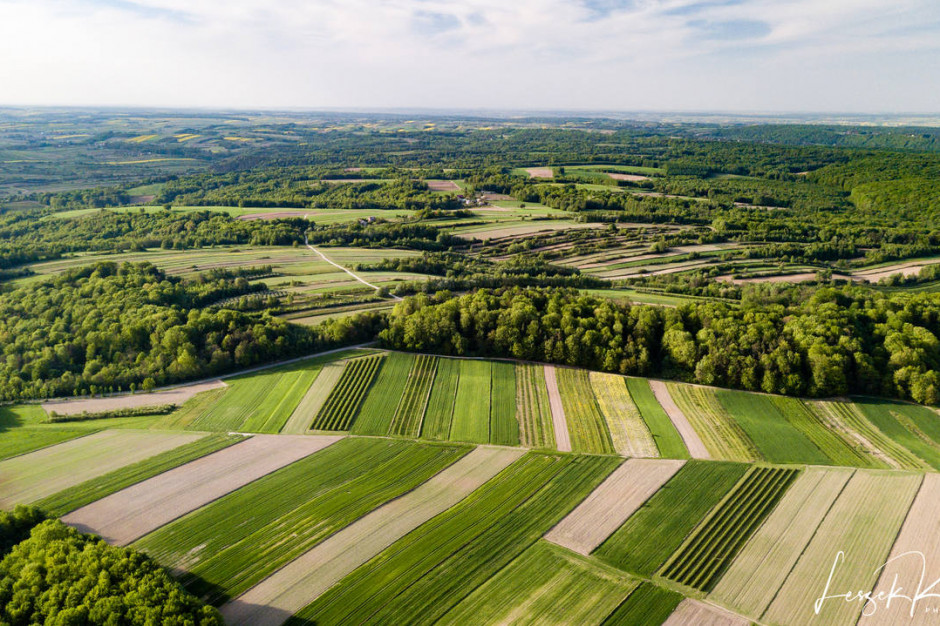 Polskie winiarstwo przeżywa prawdziwy renesans Polskie winiarstwo przeżywa prawdziwy renesans
