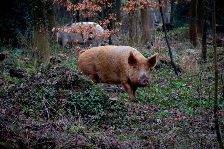 EFSA pomoże w walce z ASF w Polsce. fot. Nick Fewings on Unsplash EFSA pomoże w walce z ASF w Polsce