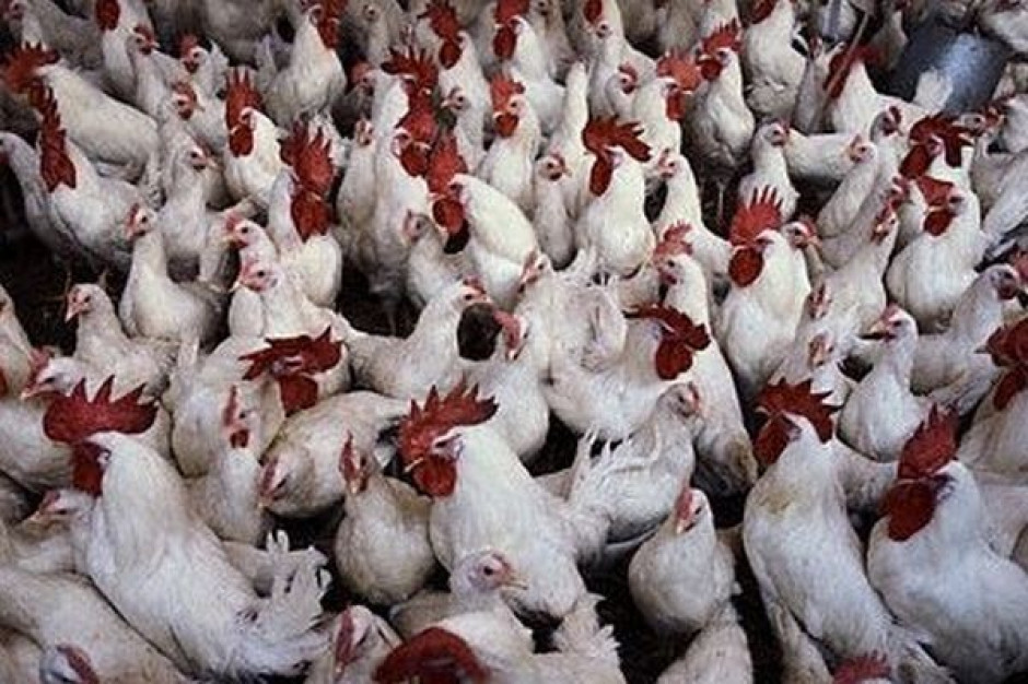 Sześć worków z martwymi kurczakami wyrzuconych do Gwdy