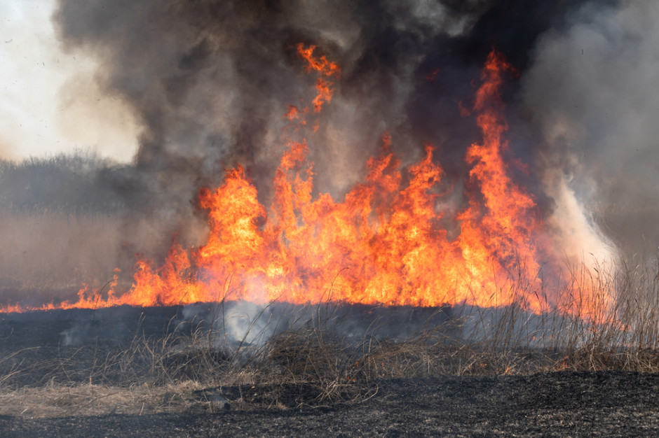 Wielkopolskie: W gaszeniu pożaru zboża w powiecie szamotulskim uczestniczyło 26 zastępów straży pożarnej. fot. shutterstock (zdjęcie poglądowe) Wielkopolskie: Kolejny duży pożar zboża