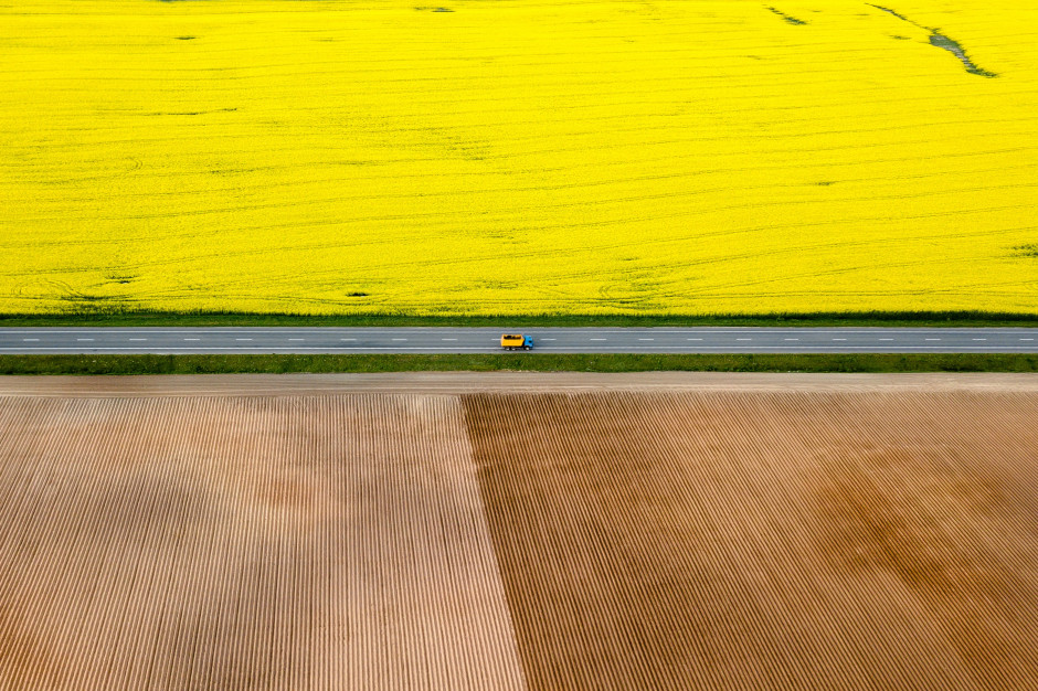 Uprawy rzepaku; fot. unsplash.com PSPO: rekordodowy przerób rzepaku